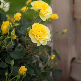 Easy elegance yellow submarine rose