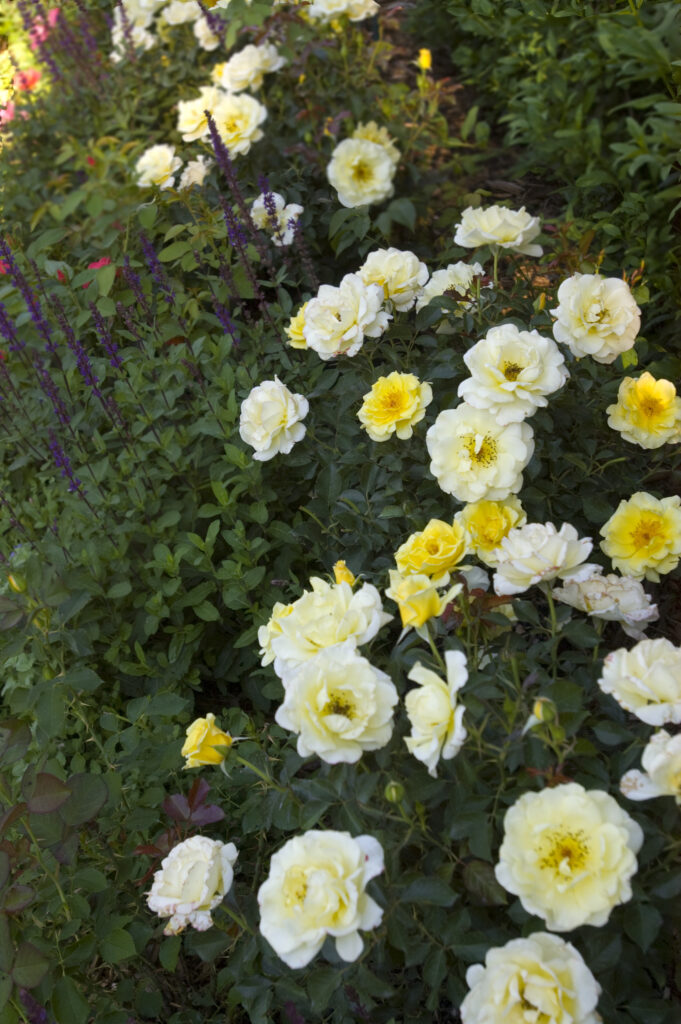Yellow submarine rose easy elegance