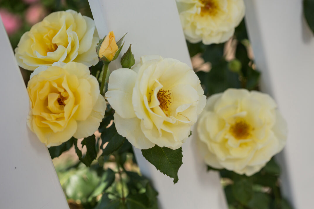 Yellow submarine rose easy elegance
