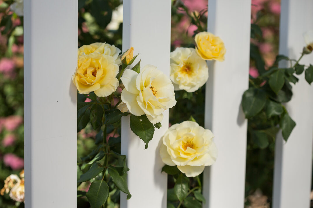 Yellow submarine rose easy elegance