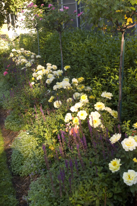 Yellow submarine rose easy elegance