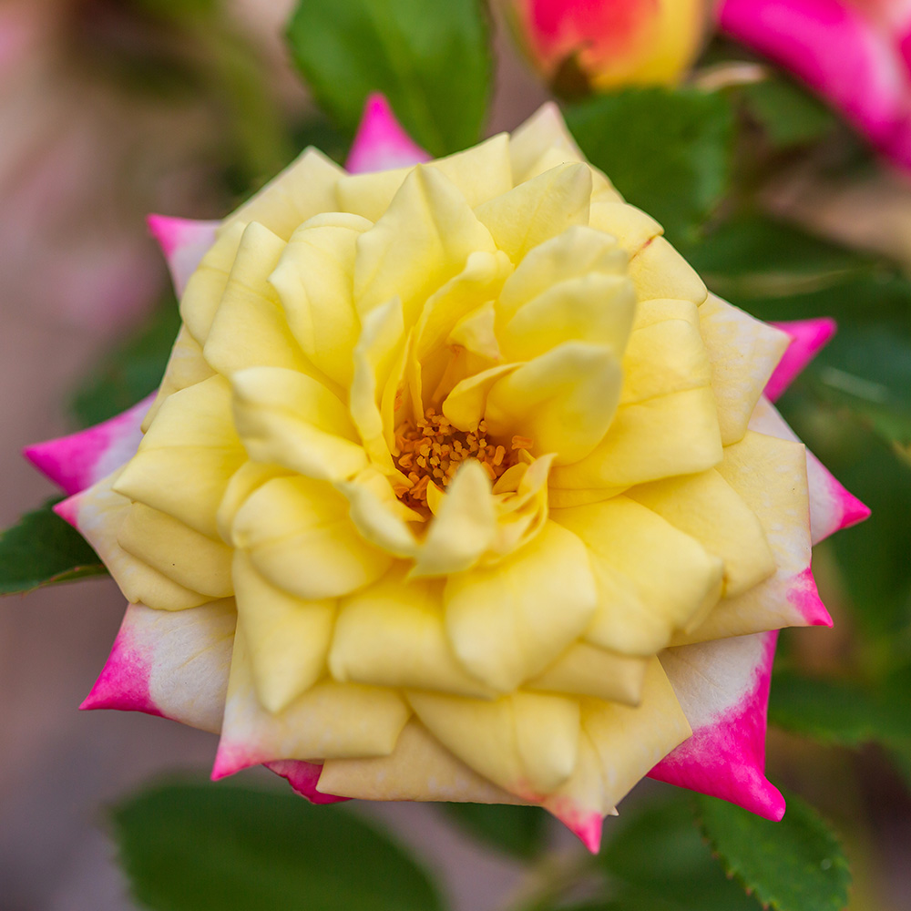 Gardening with color easy elegance