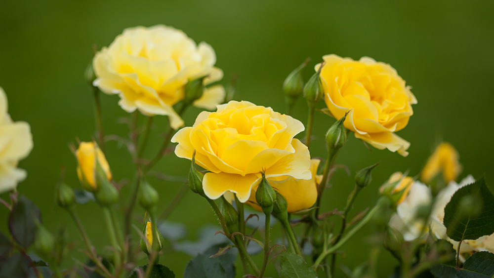 Gardening with color easy elegance