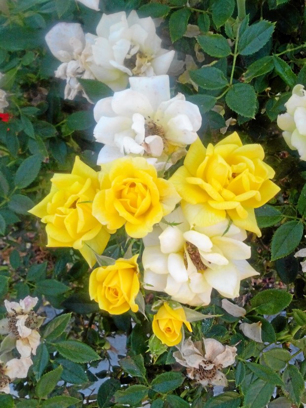 Why yellow flowers bloom well but turn white in the garden â daily news