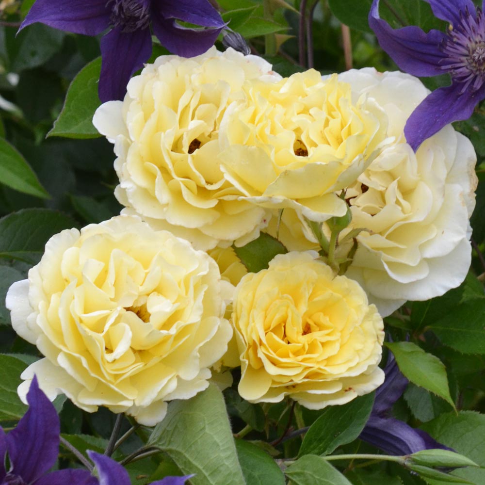 Rose easy elegance yellow submarine white flower farm