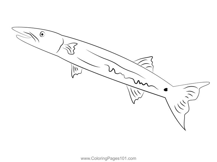 Griat barracuda coloring page coloring pages coloring pages for kids printable coloring pages