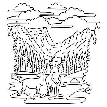 Premium vector elk or wapiti in rocky mountain national park northern colorado mono line art