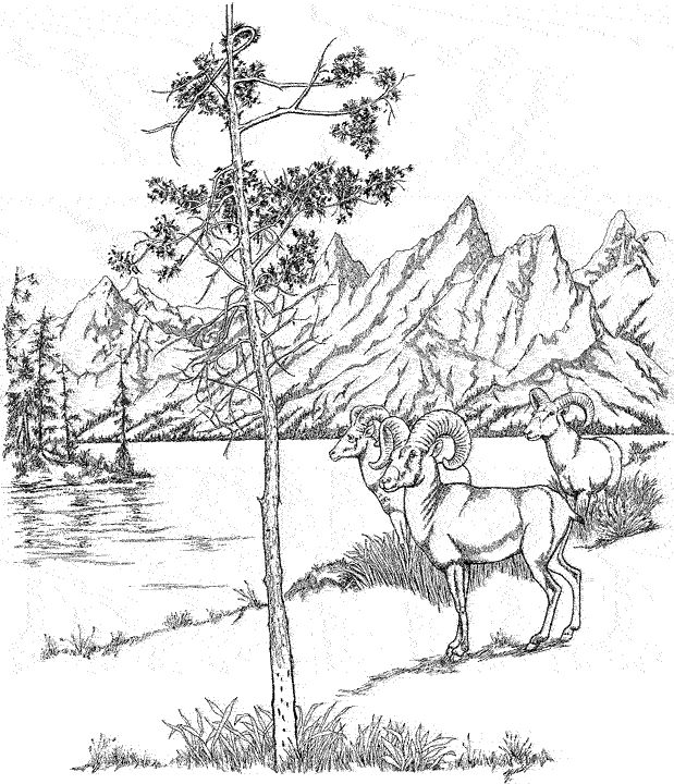 Colortetongif ã coloring books coloring pages nature free adult coloring pages