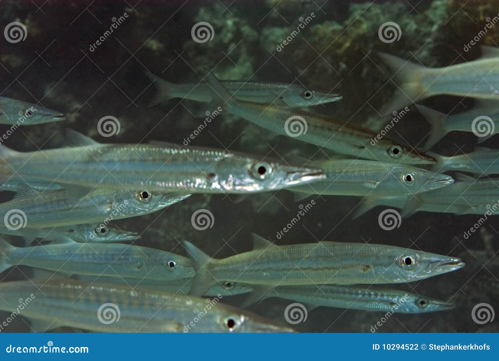Yellowtail barracuda stock photos