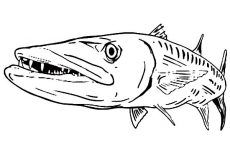 Barracuda fish coloring pages eas fish coloring page coloring pages barracuda