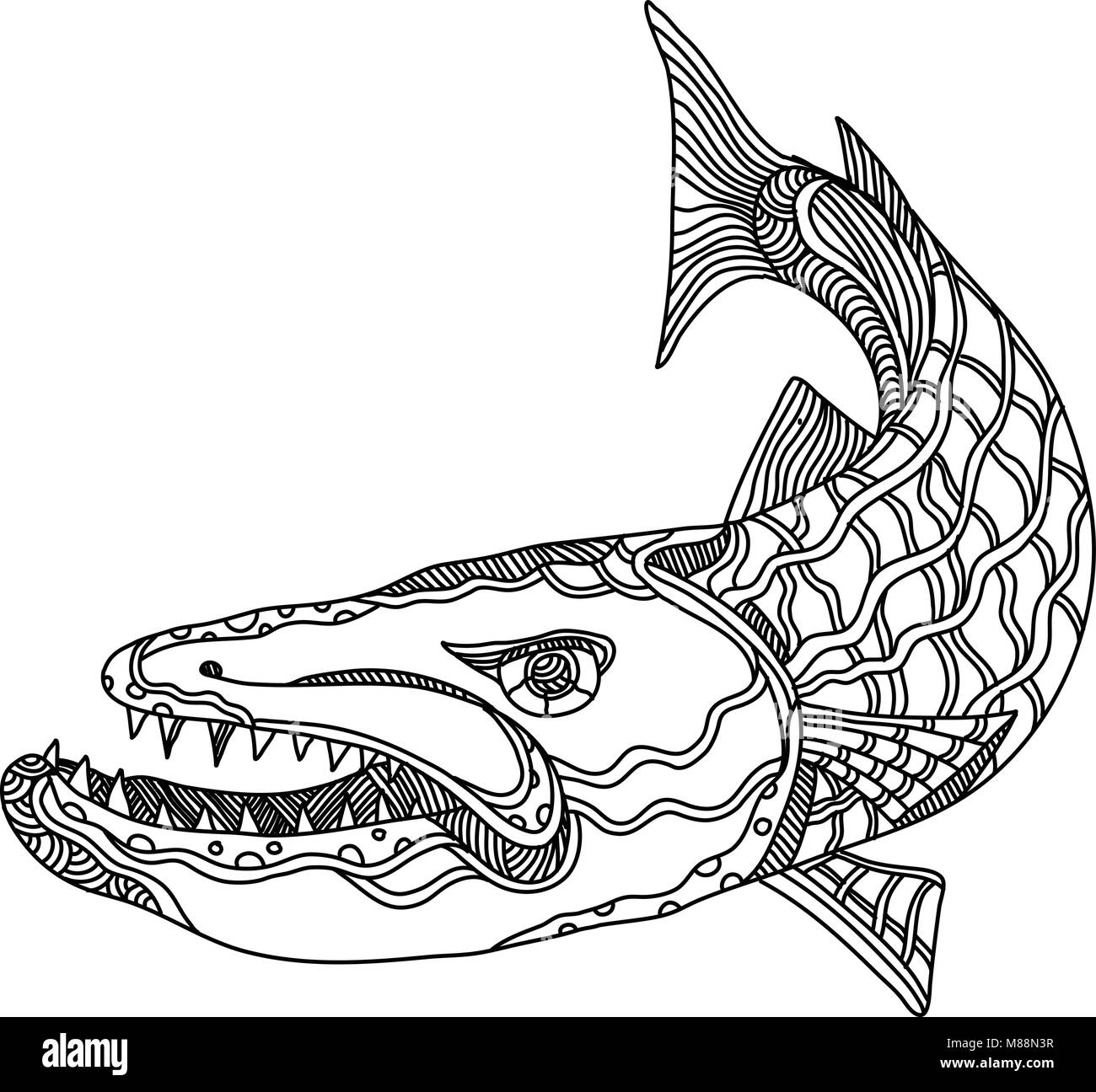 Barracuda fish black and white stock photos images