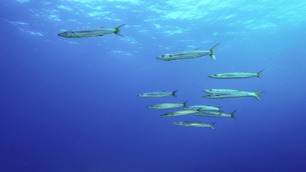Short barracuda images stock photos d objects vectors
