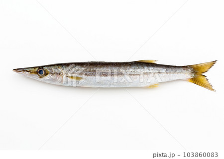 Barracuda photos