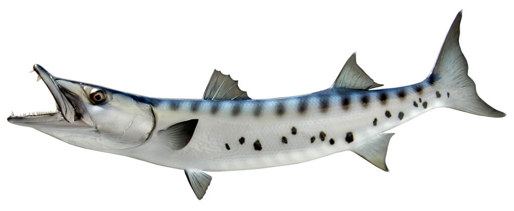 Barracuda