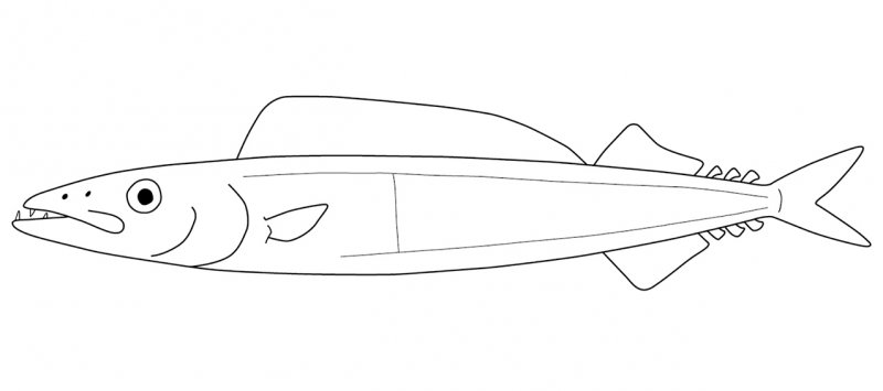 Gempylidae
