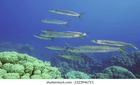 Short barracuda images stock photos d objects vectors