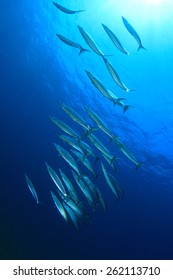 School of fish color images stock photos d objects vectors