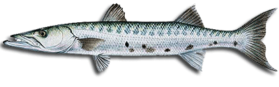 Barracuda kingfish adventures