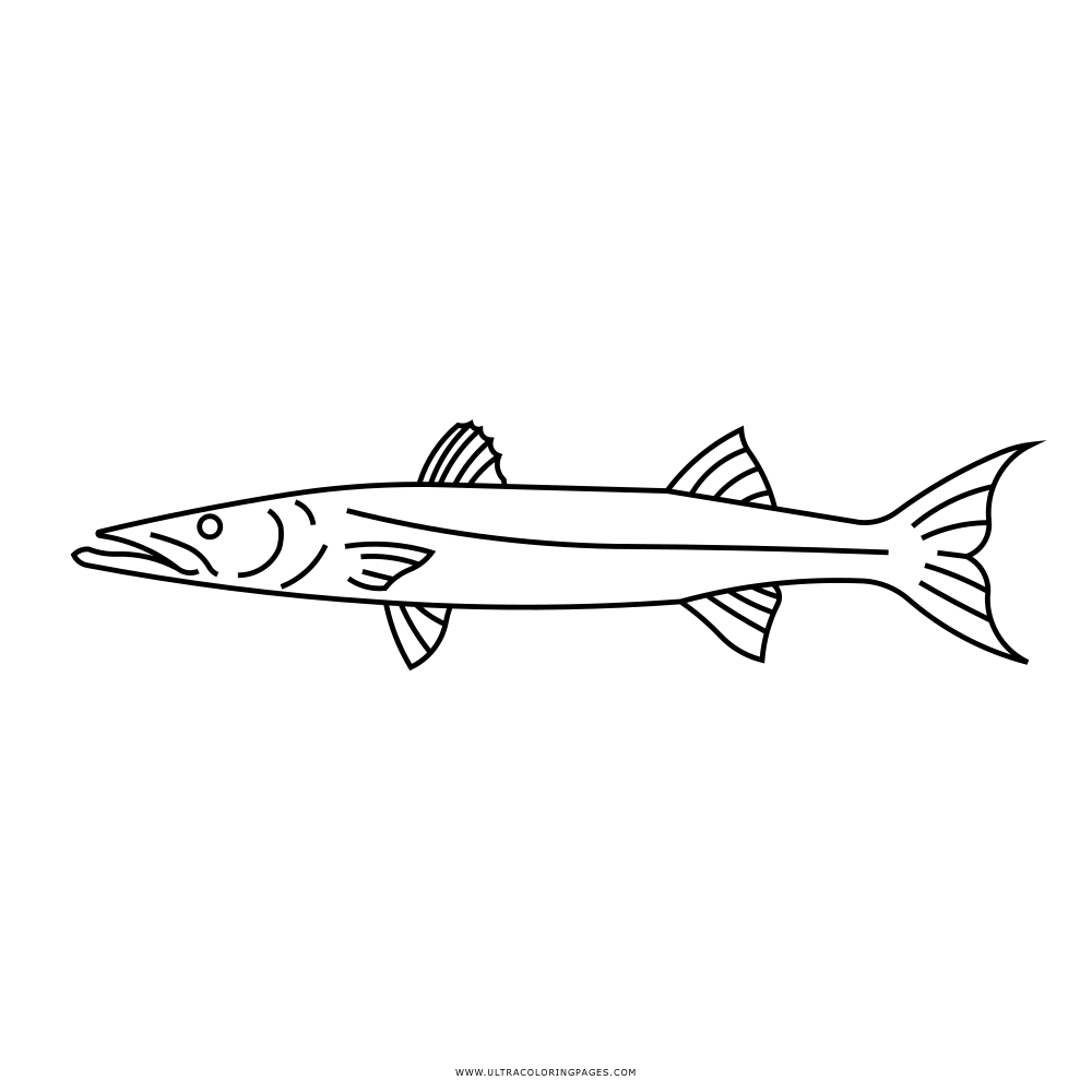 Barracuda coloring page