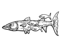 Barracuda fish coloring pages eas fish coloring page coloring pages barracuda