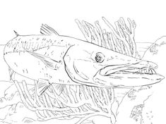 Barracuda fish coloring pages eas fish coloring page coloring pages barracuda