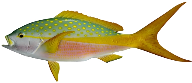 Snapper yellowtail