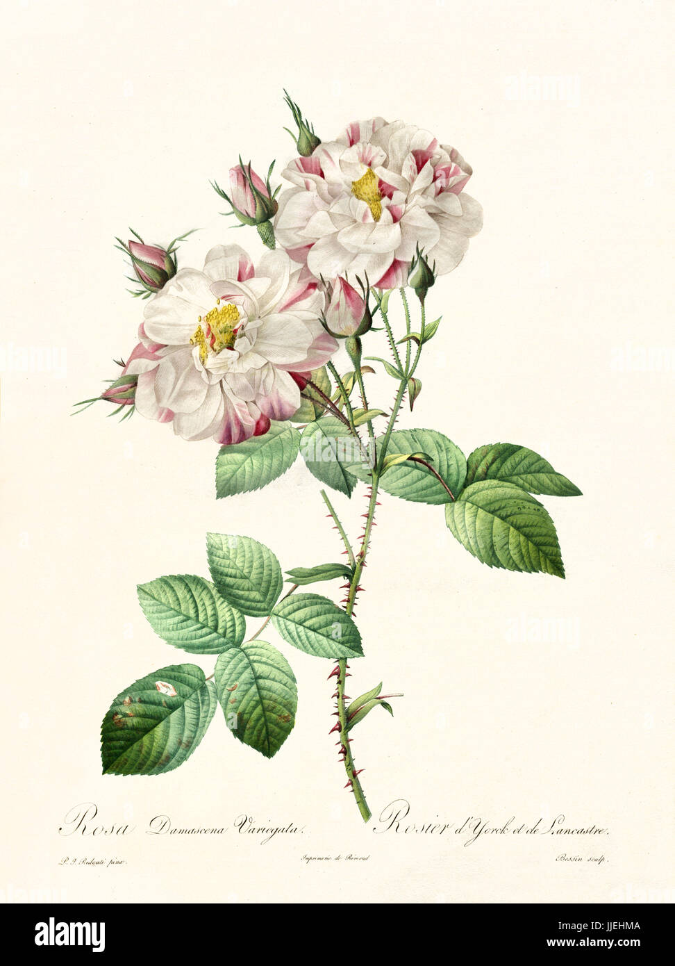 York and lancaster rose hi
