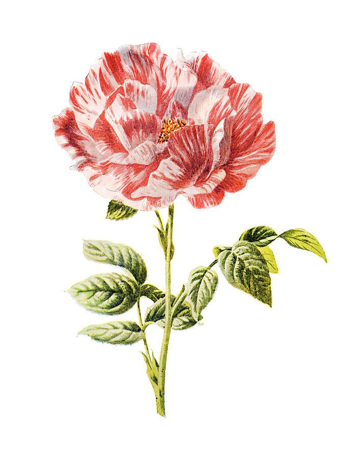 York and lancaster rose mixed media by naxart studio