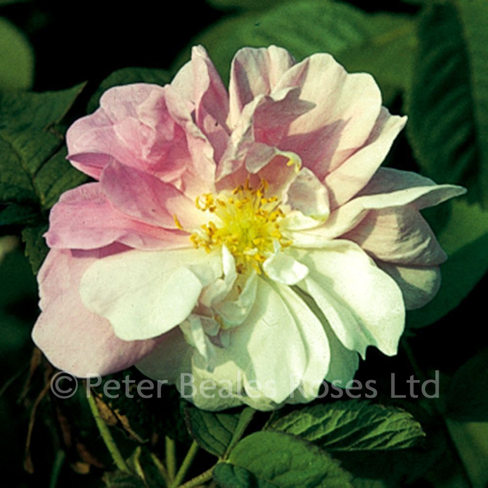 York and lancaster shrub rose peter beales roses