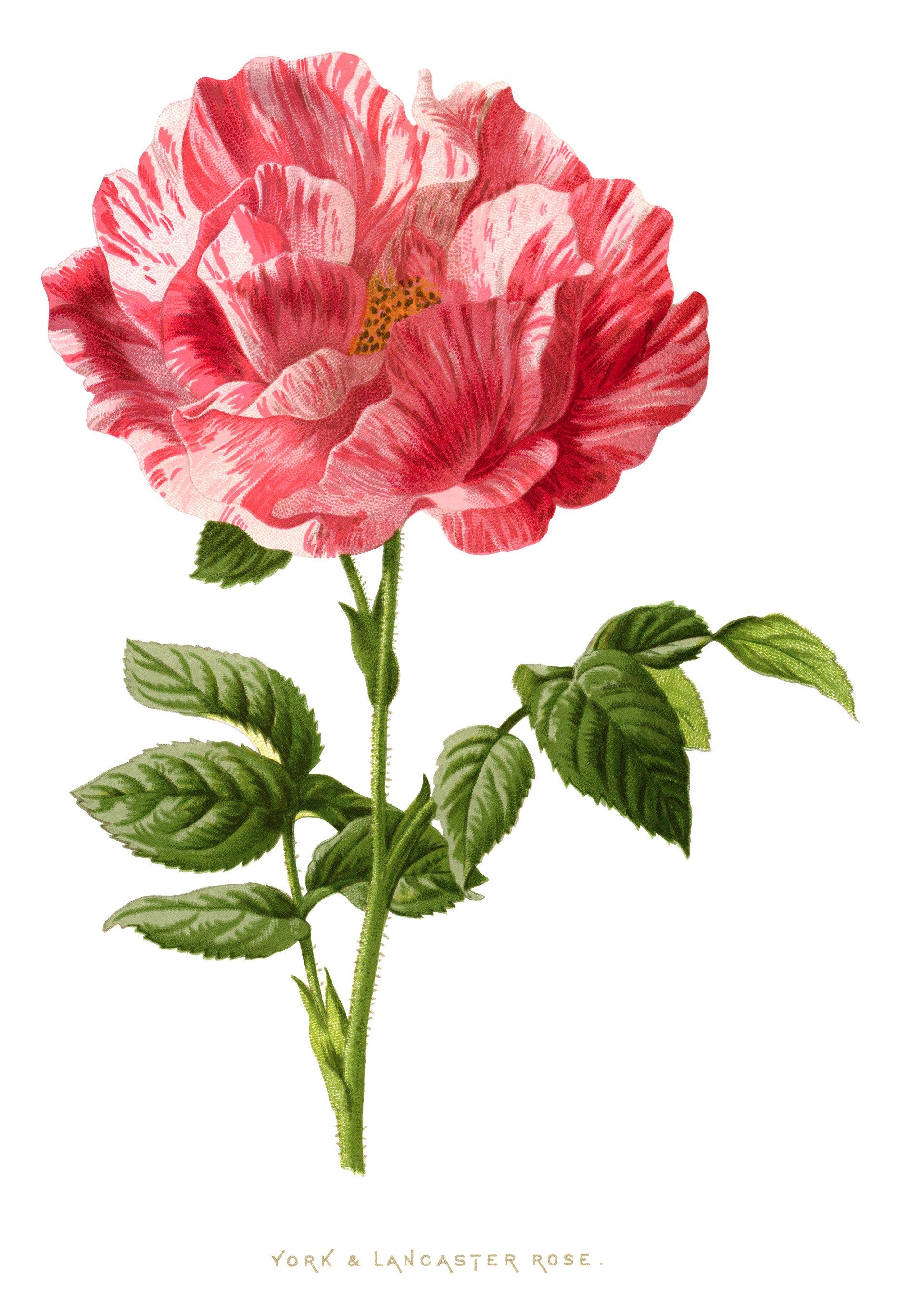 Elegant york lanster rose illustration