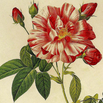 York and lancaster rose