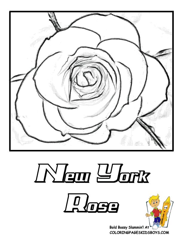 New york state flower coloring page rose coloring pages flower coloring pages free coloring pictures