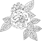 Lancasters and yorks rose coloring page free printable coloring pages