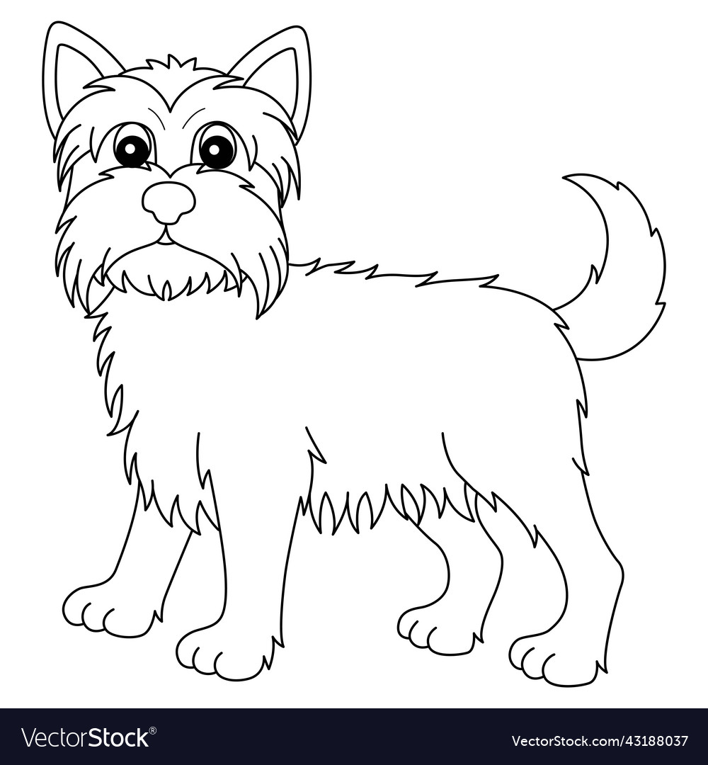 Yorkshire terrier isolated coloring page for kids vector image