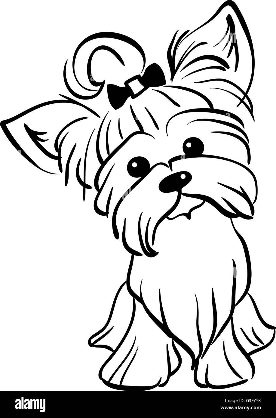 Yorkshire terrier dog black and white stock photos images