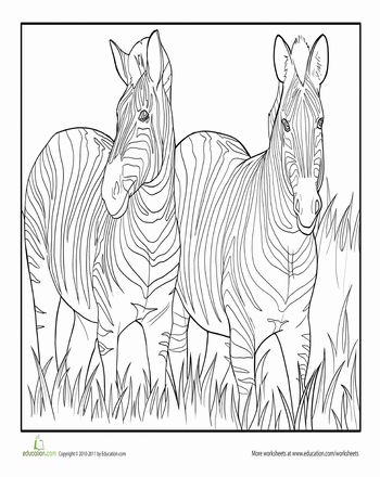 Zebra friends worksheet education zebra coloring pages coloring pages zebra