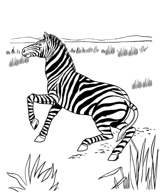 Zebra s