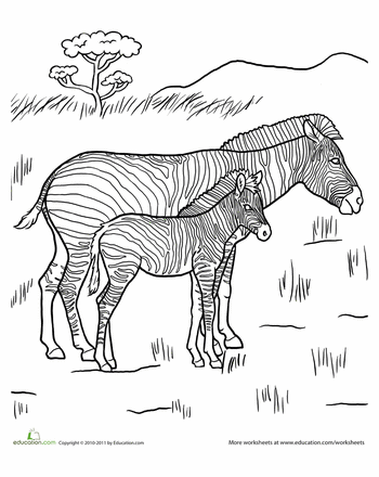 Color the young zebra worksheet education zebra color animal science