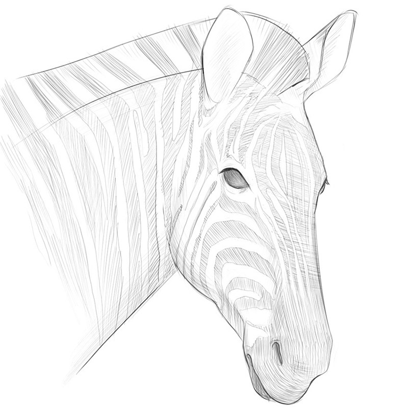 How to draw a zebra face