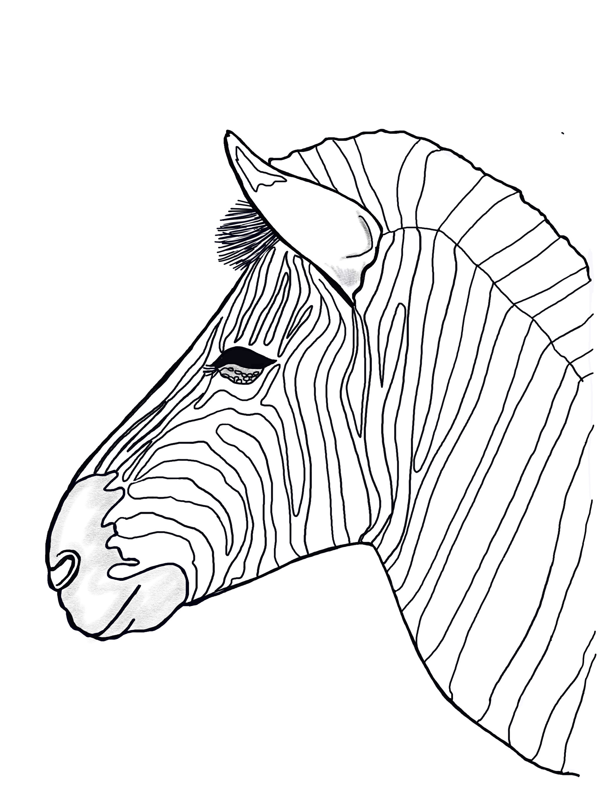 Animals printable coloring sheet coloring pages kids coloring pages kids summer activity animals pictures