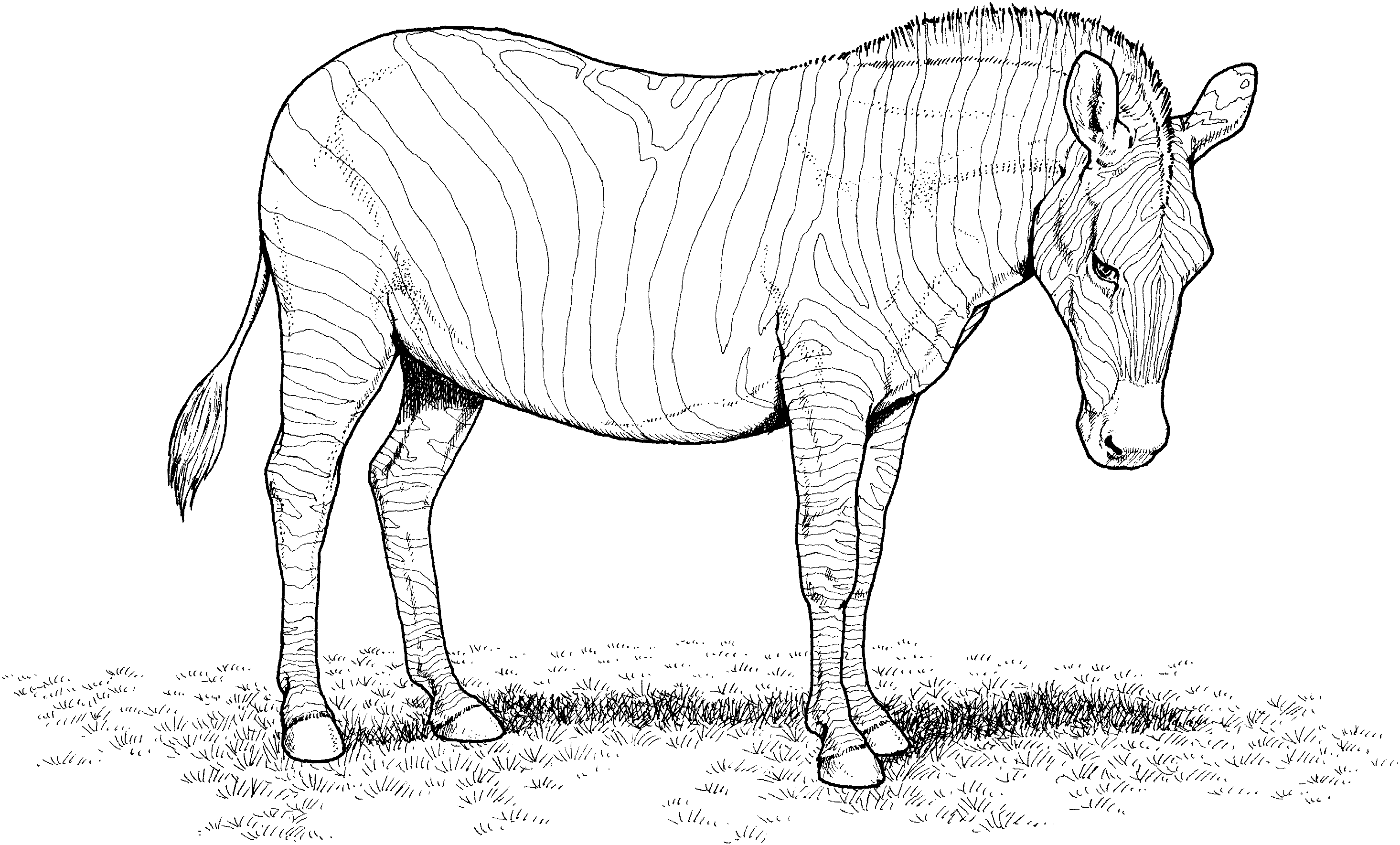 Free zebra coloring pages