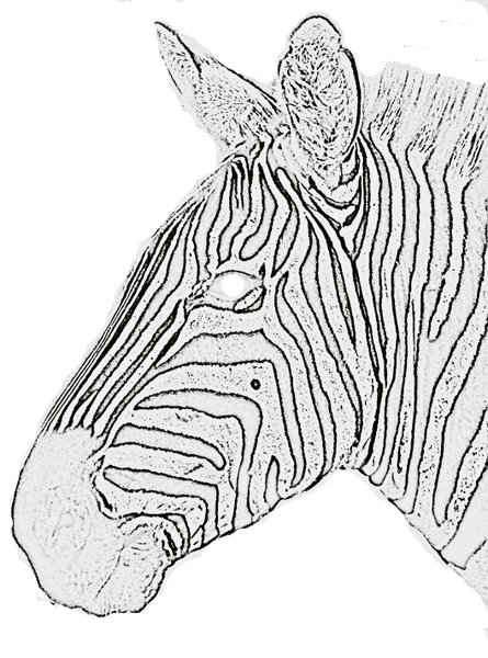 Zebra coloring page