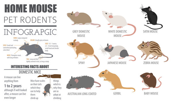 Zebra mouse images â browse photos vectors and video