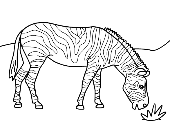 Coloring pages jungle zebra coloring pages
