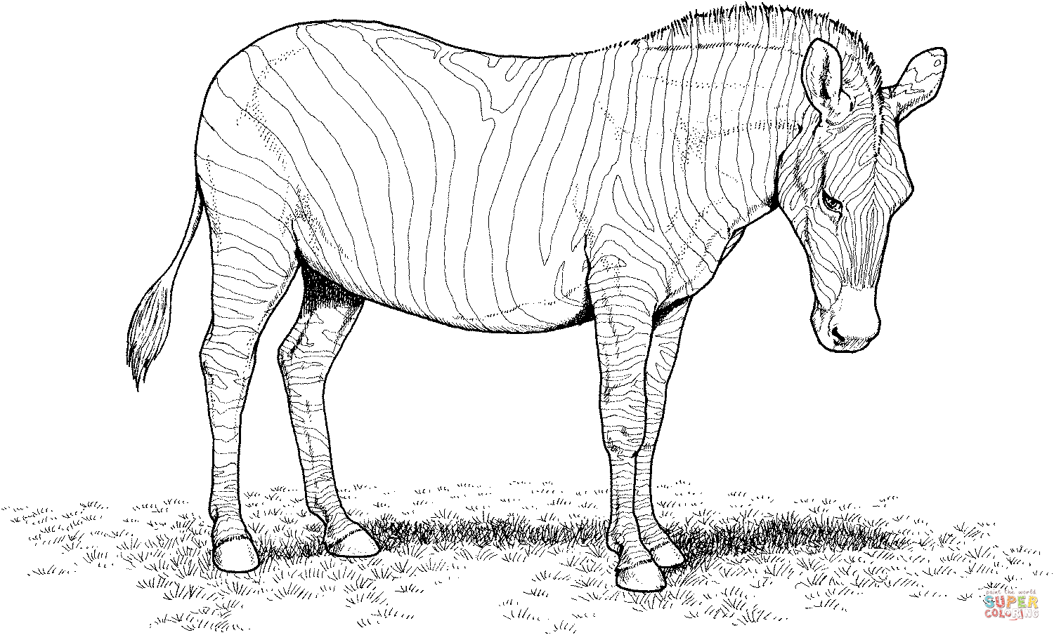 Zebra coloring page free printable coloring pages
