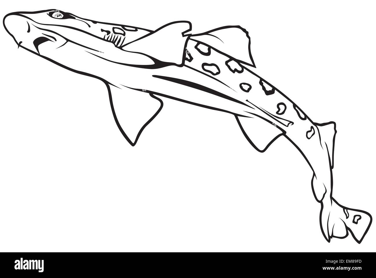 Leopard shark black and white stock photos images