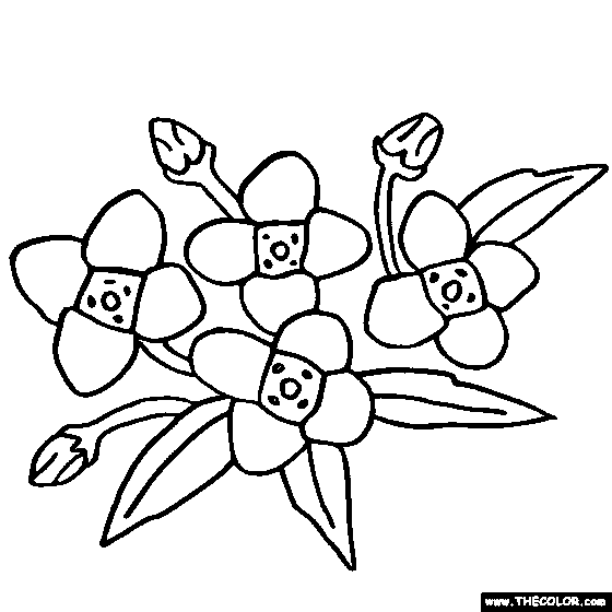 Flower coloring pages color flowers online