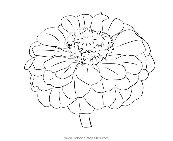 Zinnia coloring page coloring pages zinnias coloring pages for kids