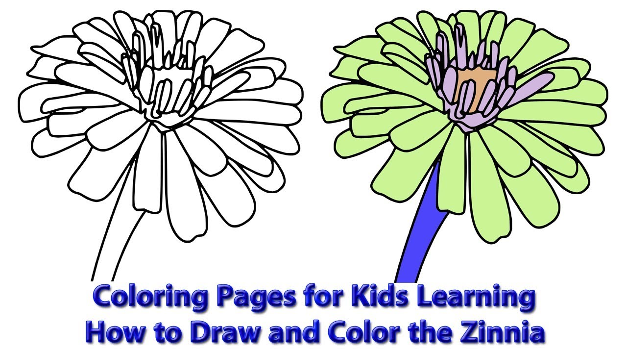 Coloring pages for kids learning how to draw and color the zinnia flower