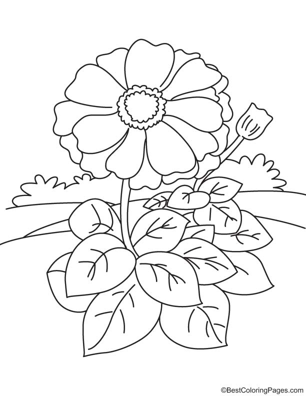 Zinnia with so many leaves coloring page download free zinnia with so many leaves coloring page for kids best coloring pages